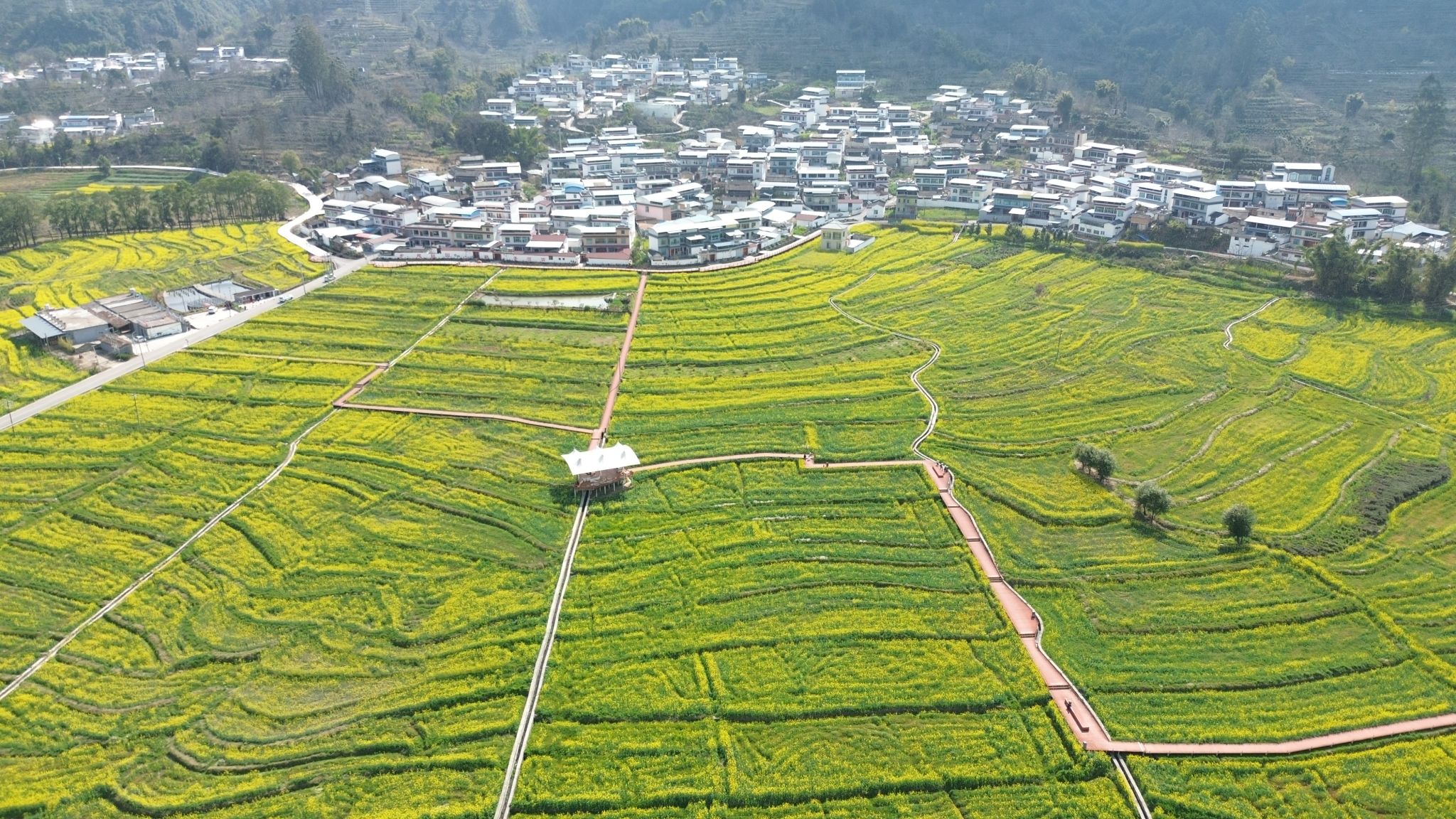 油菜花开迎客来 金色勐佑春意浓