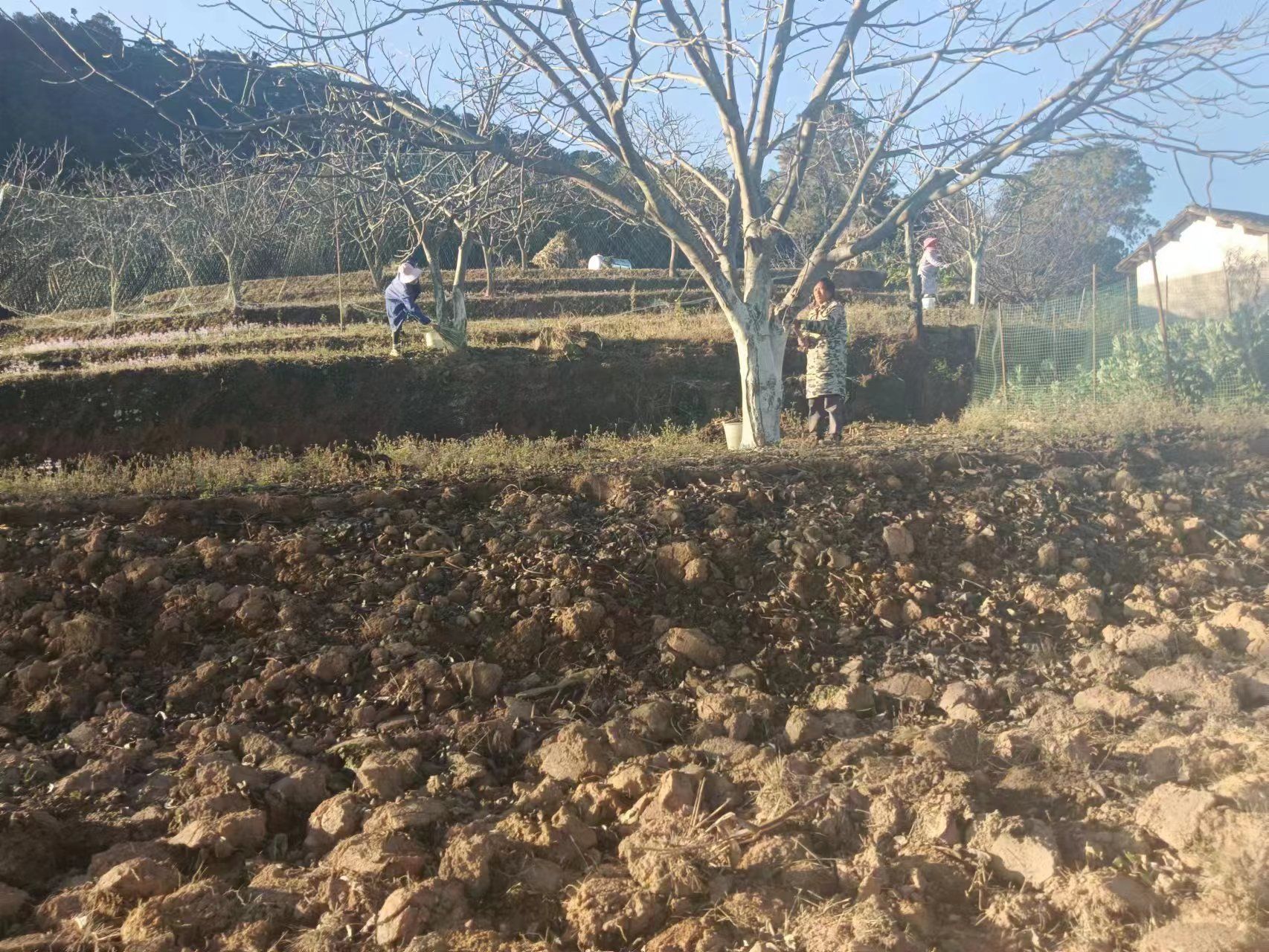 新华乡：有序推进核桃低效林改造工作