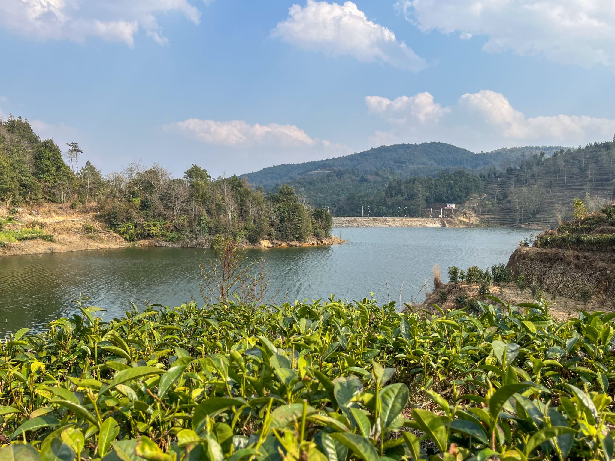 大寺乡：春茶抢“鲜”开称