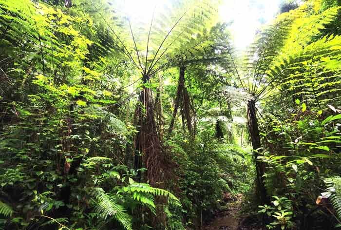 凤庆县首次发现植物“活化石”——桫椤