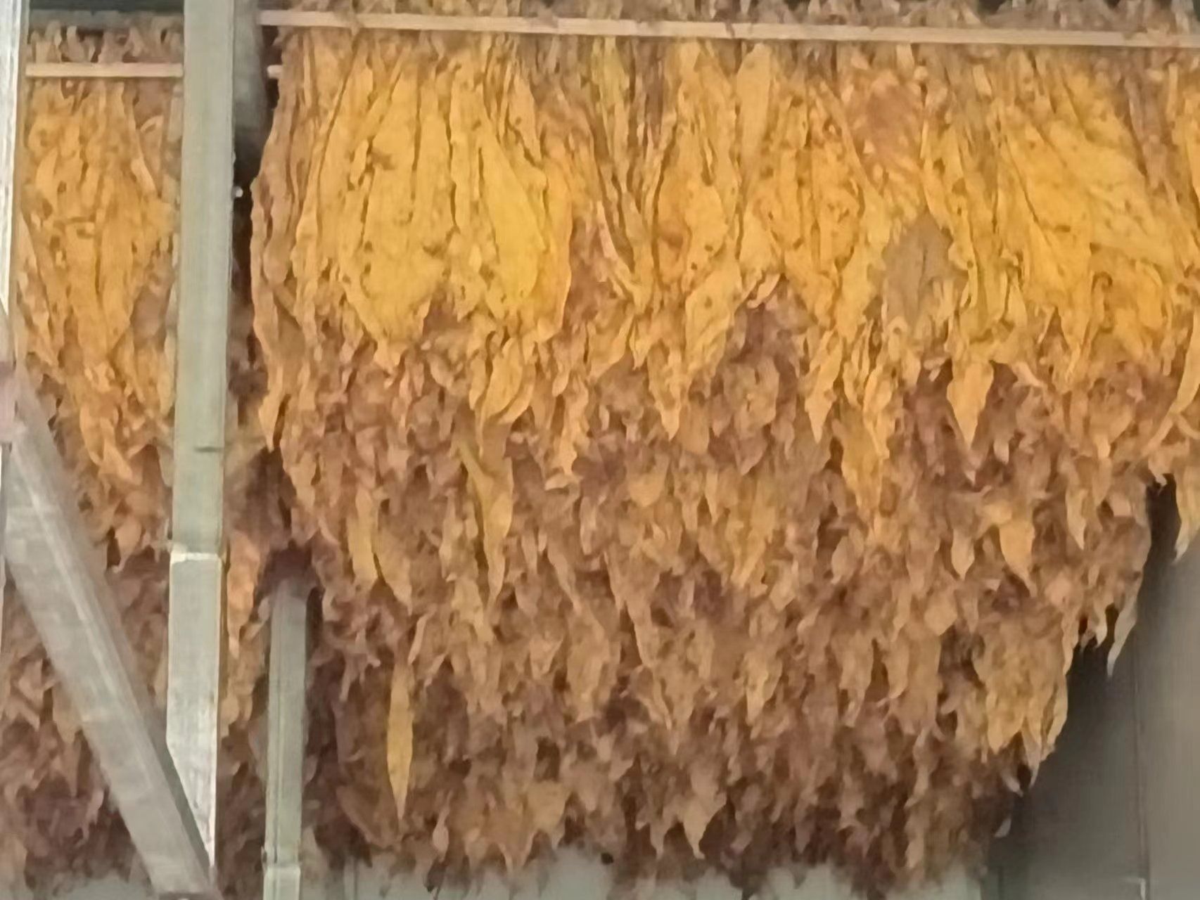 新烟出炉　开局良好
