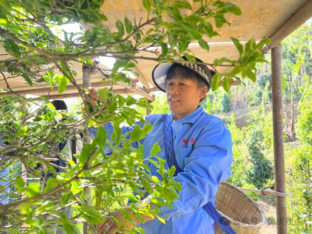 凤庆县小湾镇锦秀村：古茶代表“七尊者”抢鲜开采