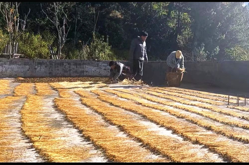 鼎新村发展中药材产业产值超百万元