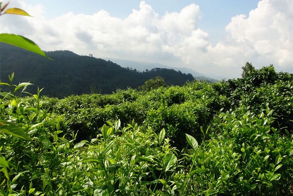 凤庆峡山茶叶专业合作社荣获2022中国农民合作社500强
