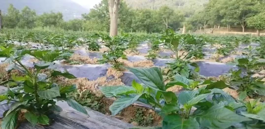 种植工业辣椒 开辟增收“新路径”