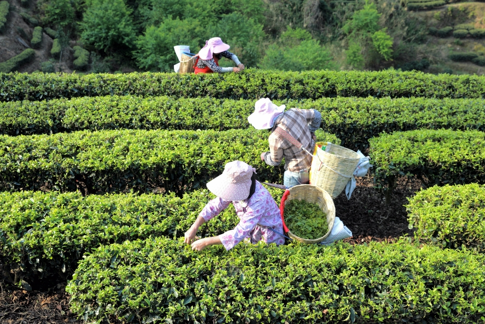 温度临沧丨滇红第一村 茶香绕安石